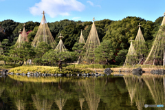 白鳥庭園の冬支度