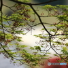 満開のモミジ花