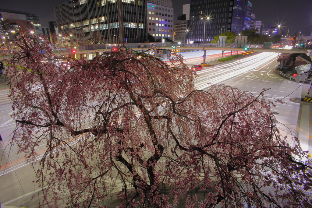 枝垂れ、夜桜