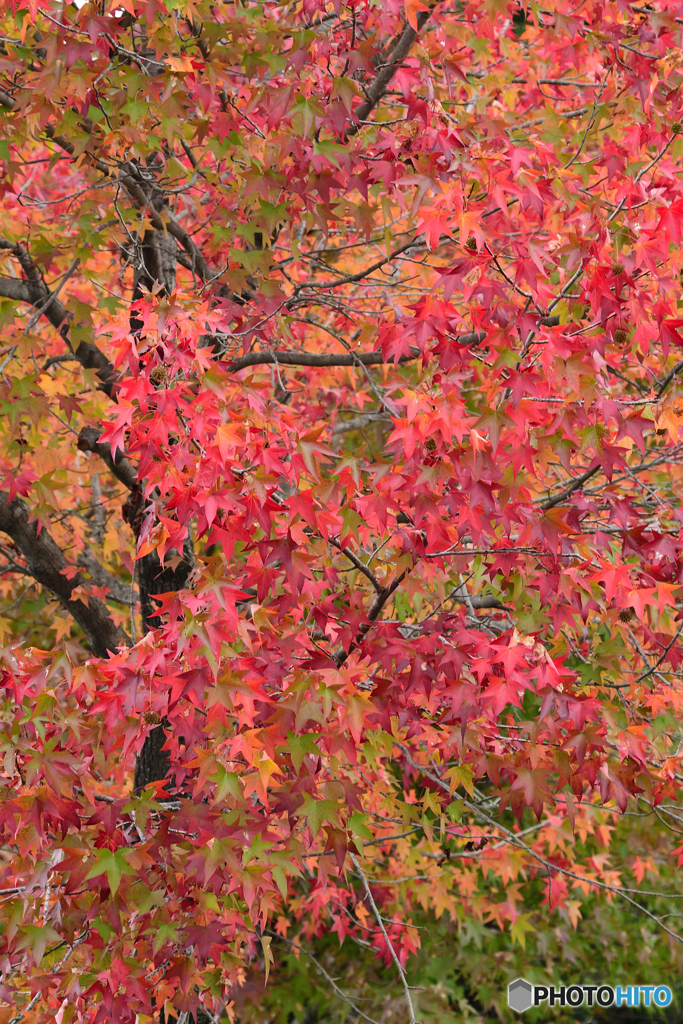 燃えるような紅葉