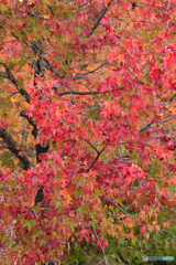 燃えるような紅葉