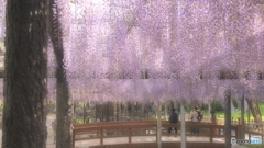 藤の香りを嗅ぎながら