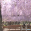 藤の香りを嗅ぎながら
