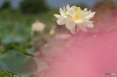 夏日の蓮花