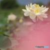 夏日の蓮花