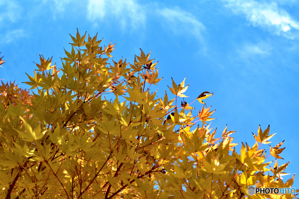 ウクライナに平和を