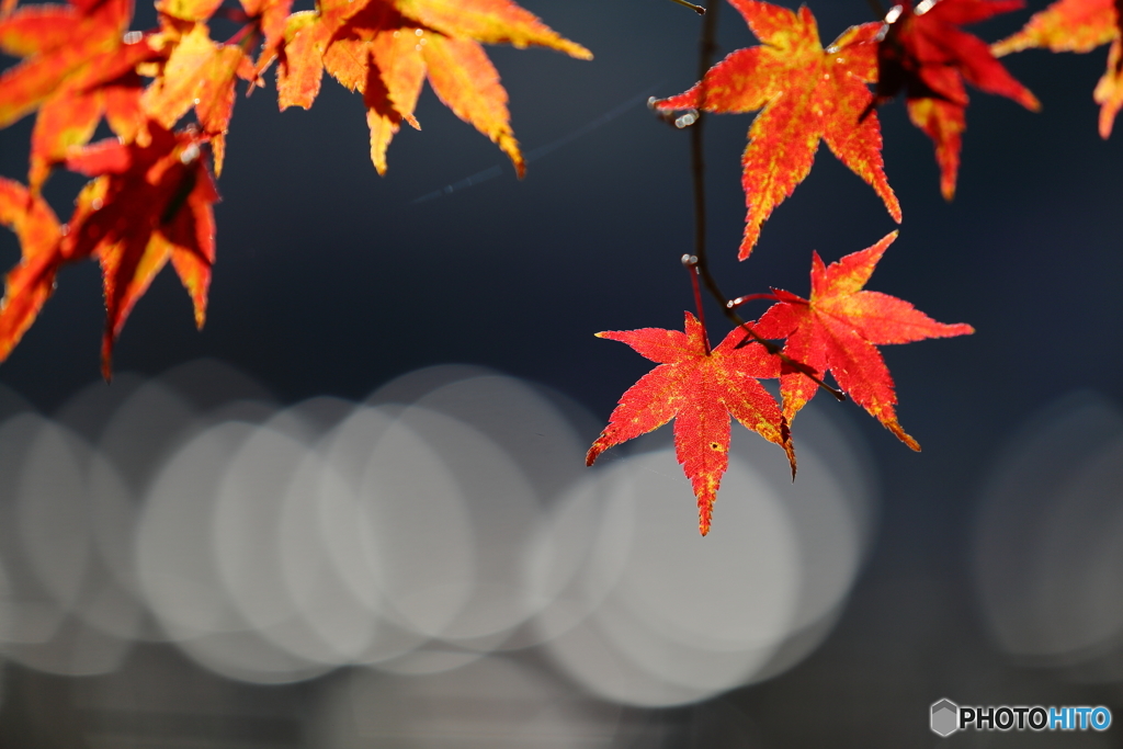 八風街道紅葉旅２