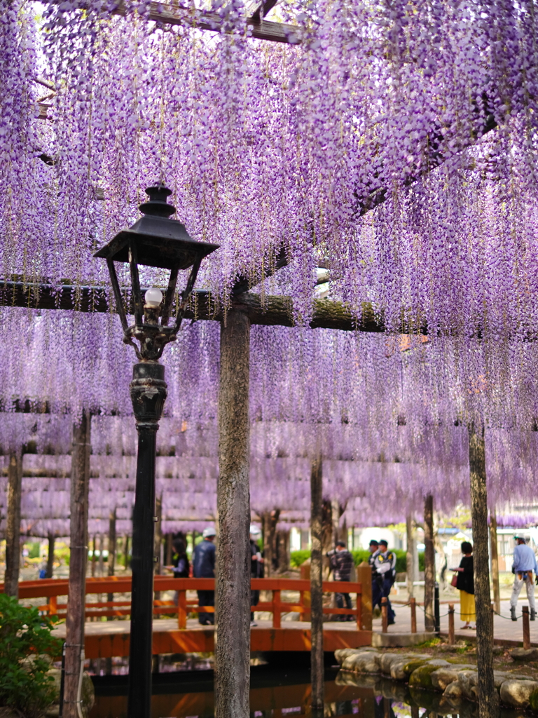 藤棚開花情報