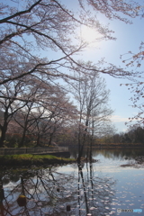 睡蓮と桜の池
