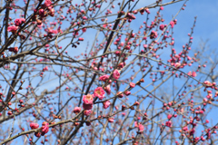 ほぼ蕾