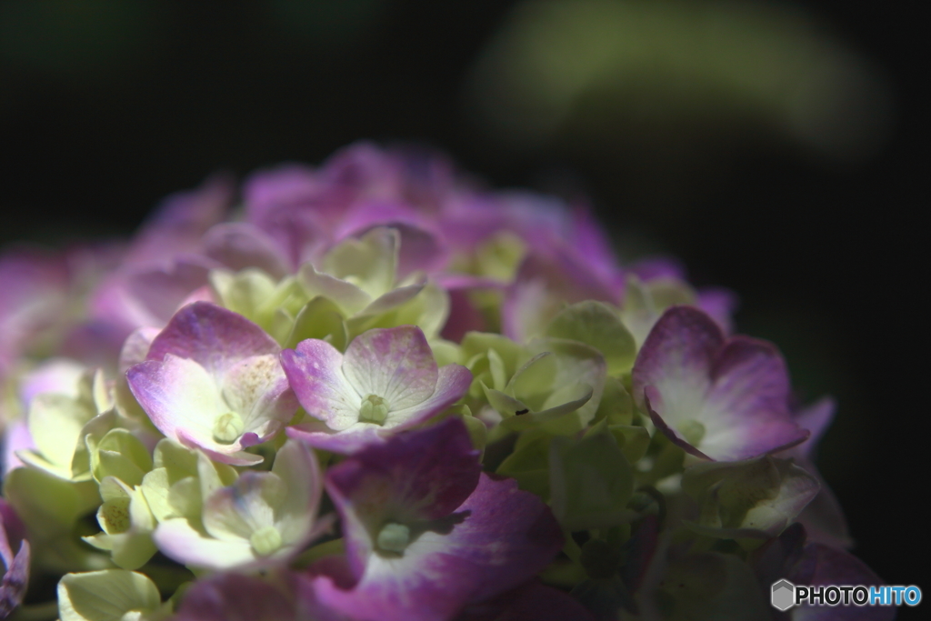 紫陽花のいろいろ