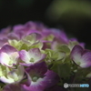 紫陽花のいろいろ