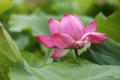 蓮花開花情報♬