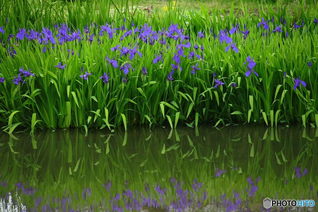 初夏の花