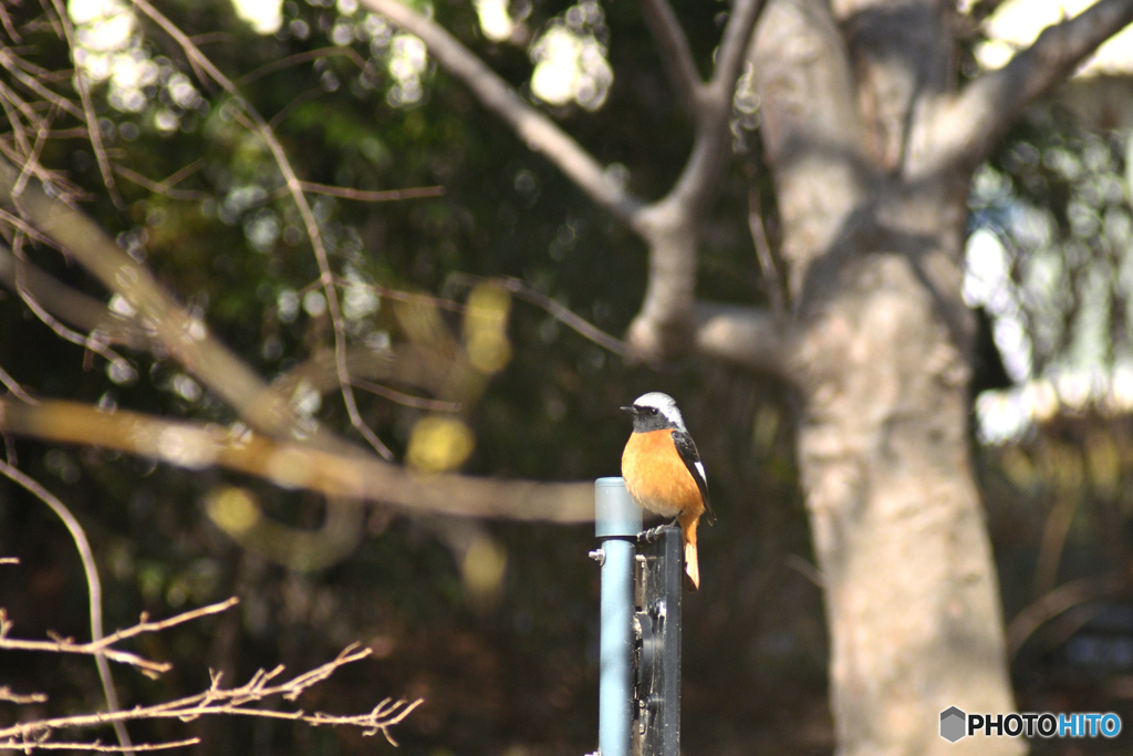 野鳥の初ショット