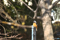 野鳥の初ショット