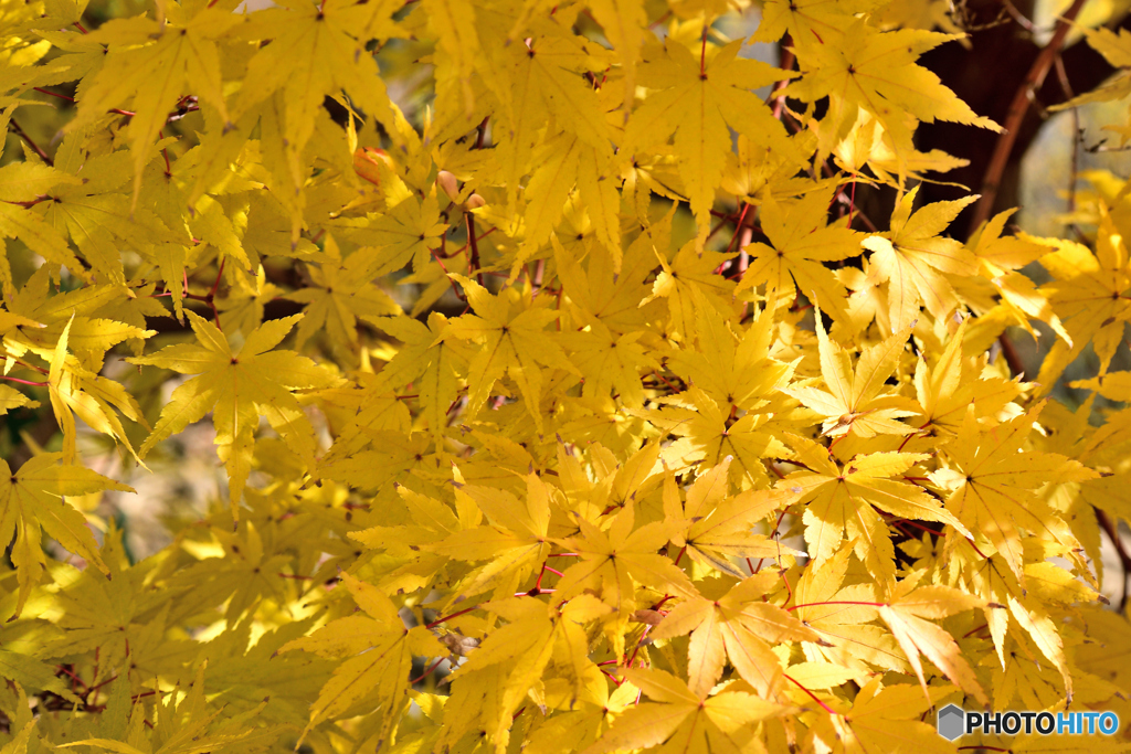 めくるめくような黄葉