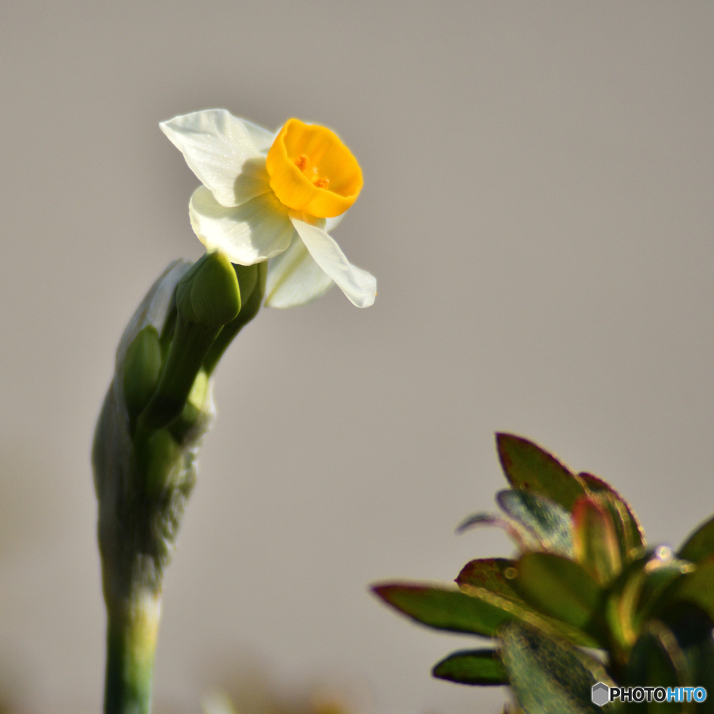 水仙の開花