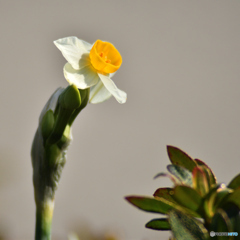 水仙の開花