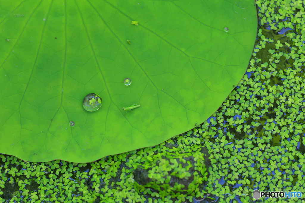 greeeeeeeen