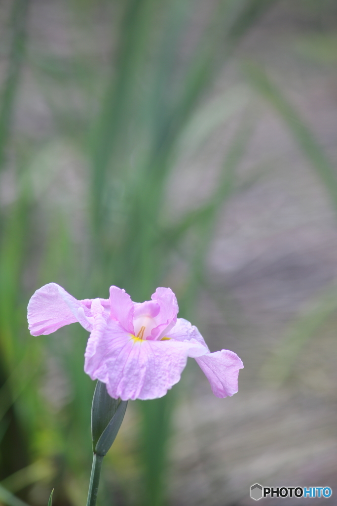 明るい花菖蒲