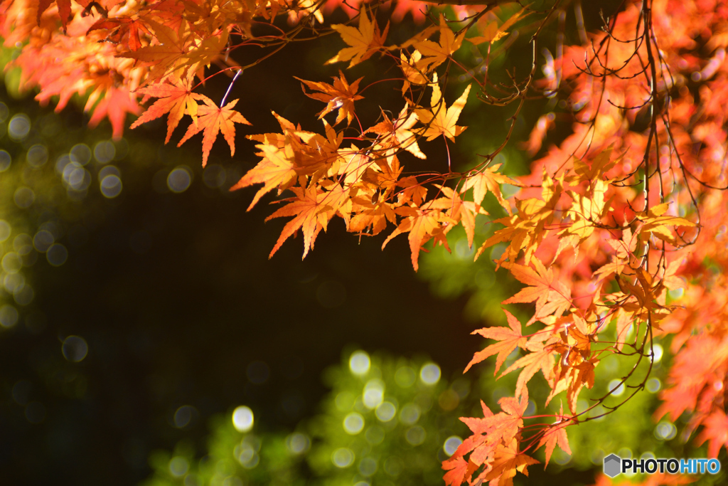 紅葉盛りの白鳥庭園