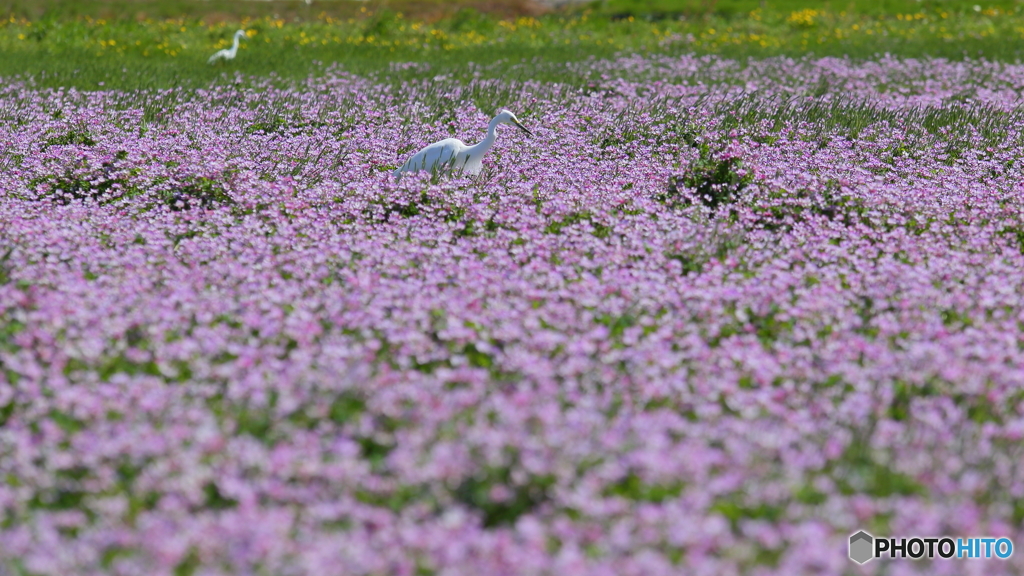 花園の白いサギ