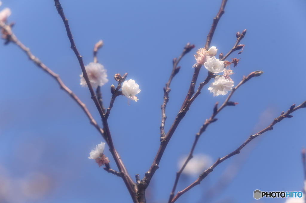 １２月に咲く桜