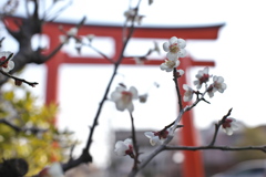 津島神社の梅の木