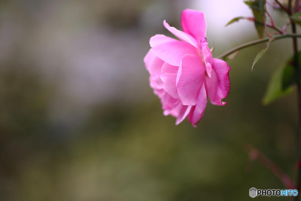 薔薇族？