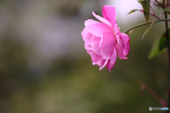 薔薇族？