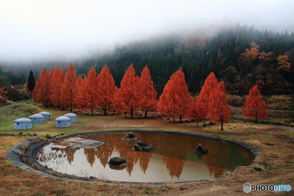 メタセコイア紅葉