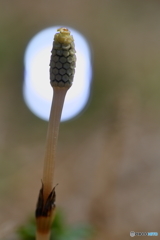 土筆に後光