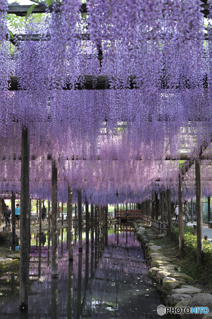 晴天に紫の雨