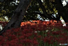 悲願の彼岸花