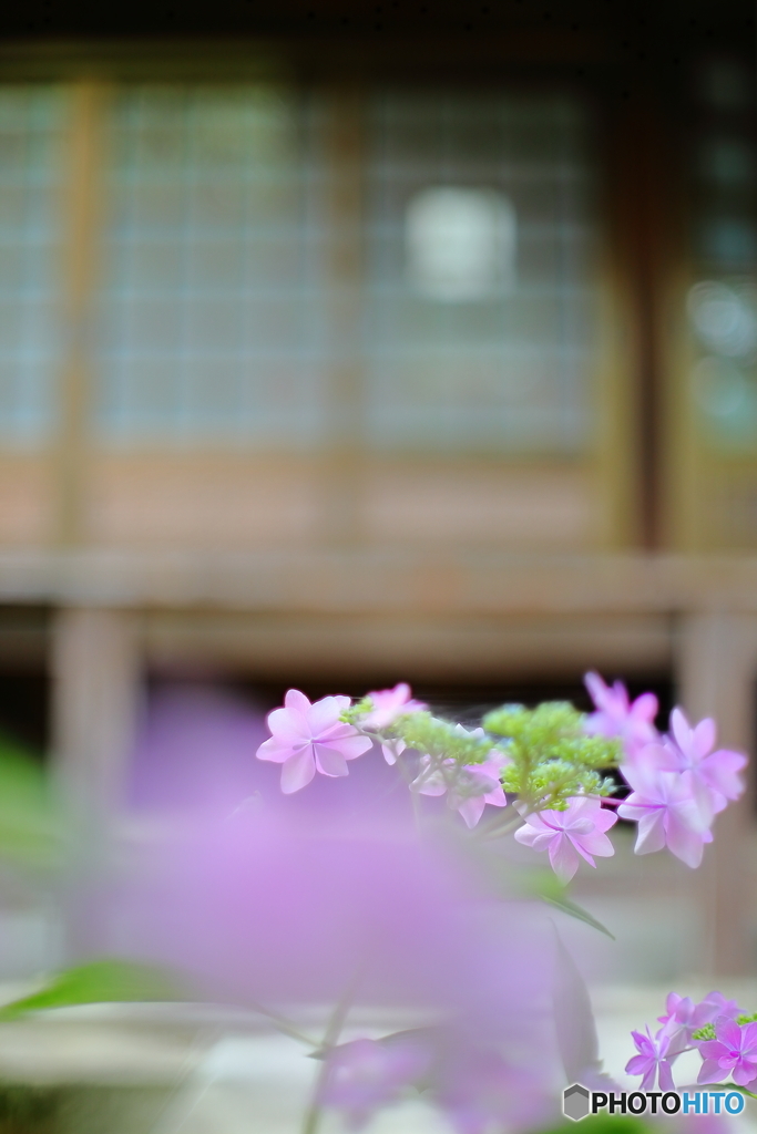 お堂前の紫陽花