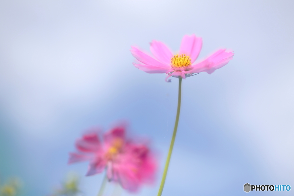 秋桜柔らか仕上げ