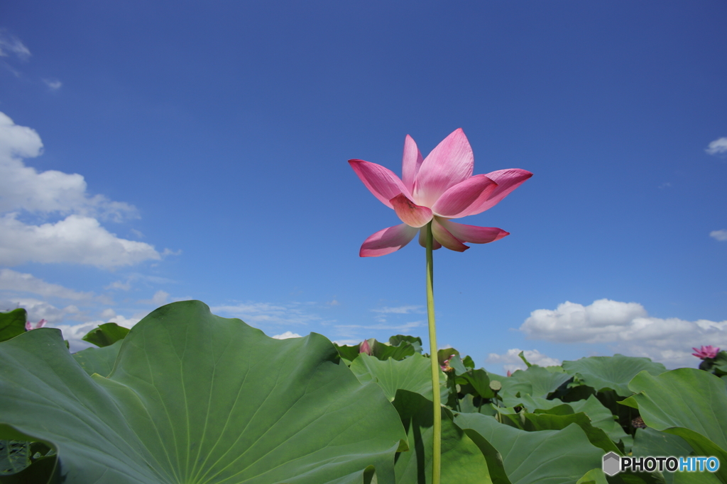 キレキレの単焦点オールドレンズ