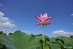 キレキレの単焦点オールドレンズ