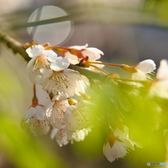 ついに見つけた桜