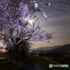 妖しい桜色