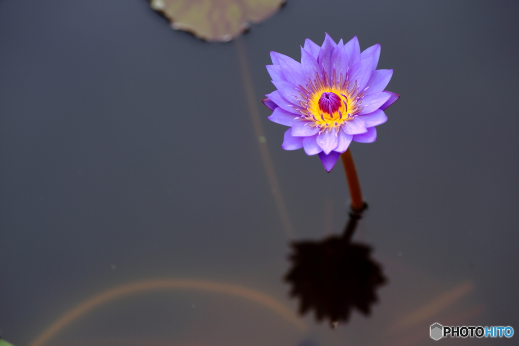 blueviolet
