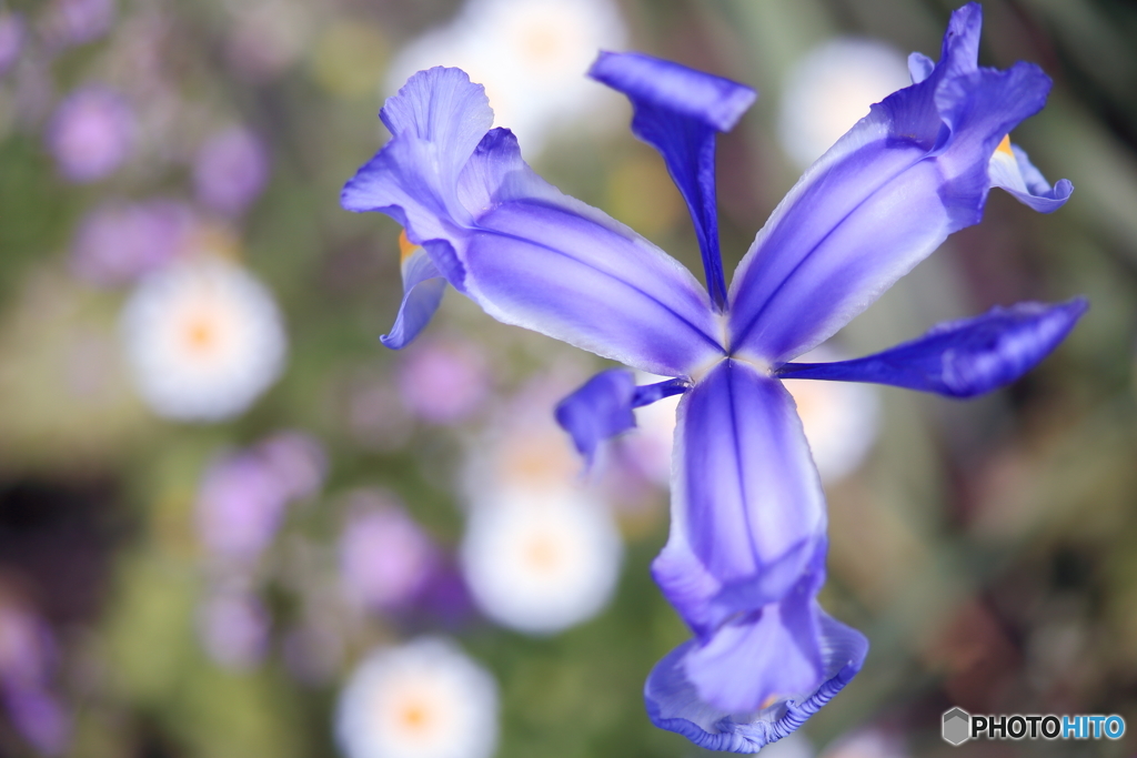 初夏の花