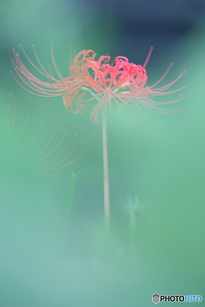 幻想の彼岸花