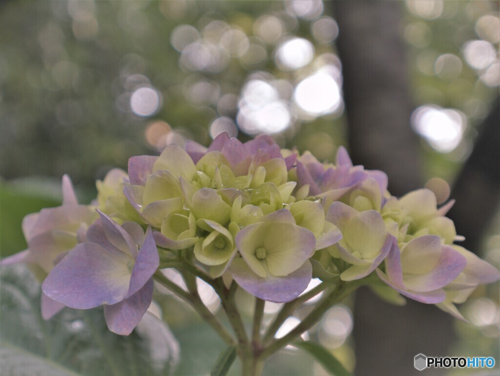 幼い紫陽花