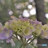 幼い紫陽花