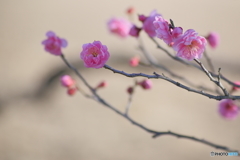紅梅見つけたり