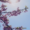春だより