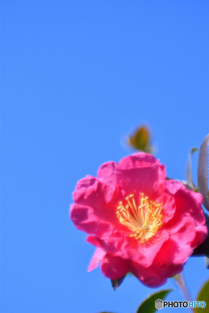 山茶花とブルースカイ