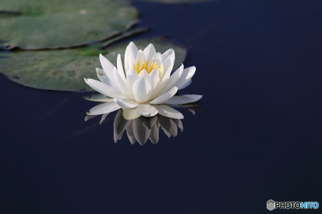 睡蓮の開花